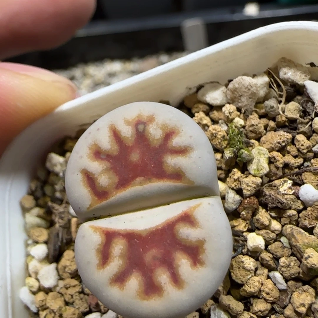 12.18。     生石花。    2030