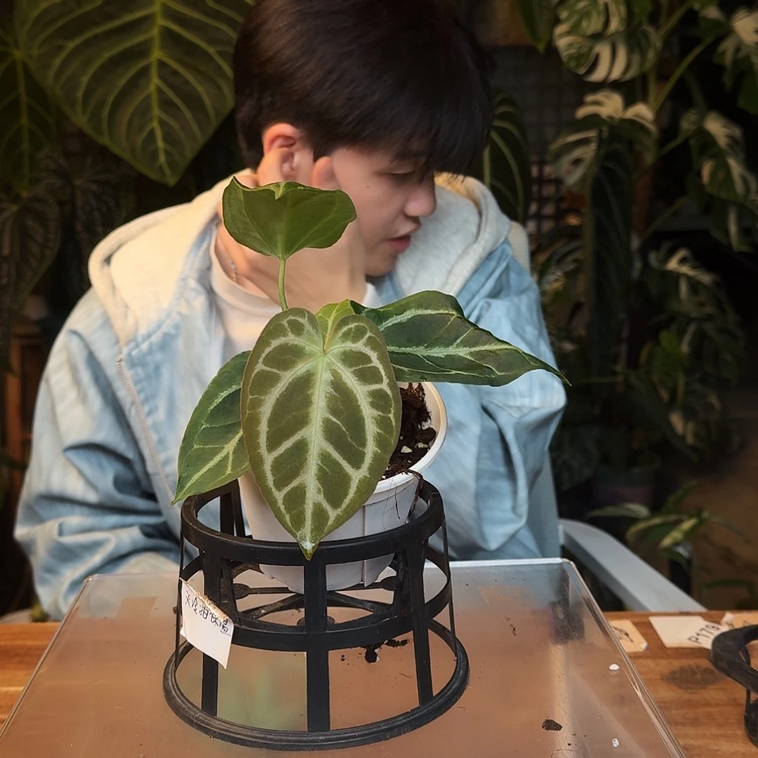 完全开放D67银色闪光杂狂想曲