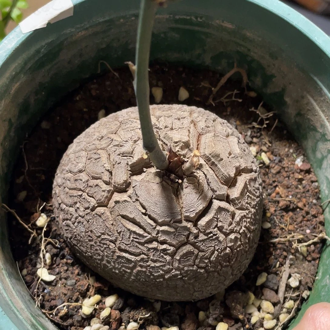 知*0969盆栽龟不退不换