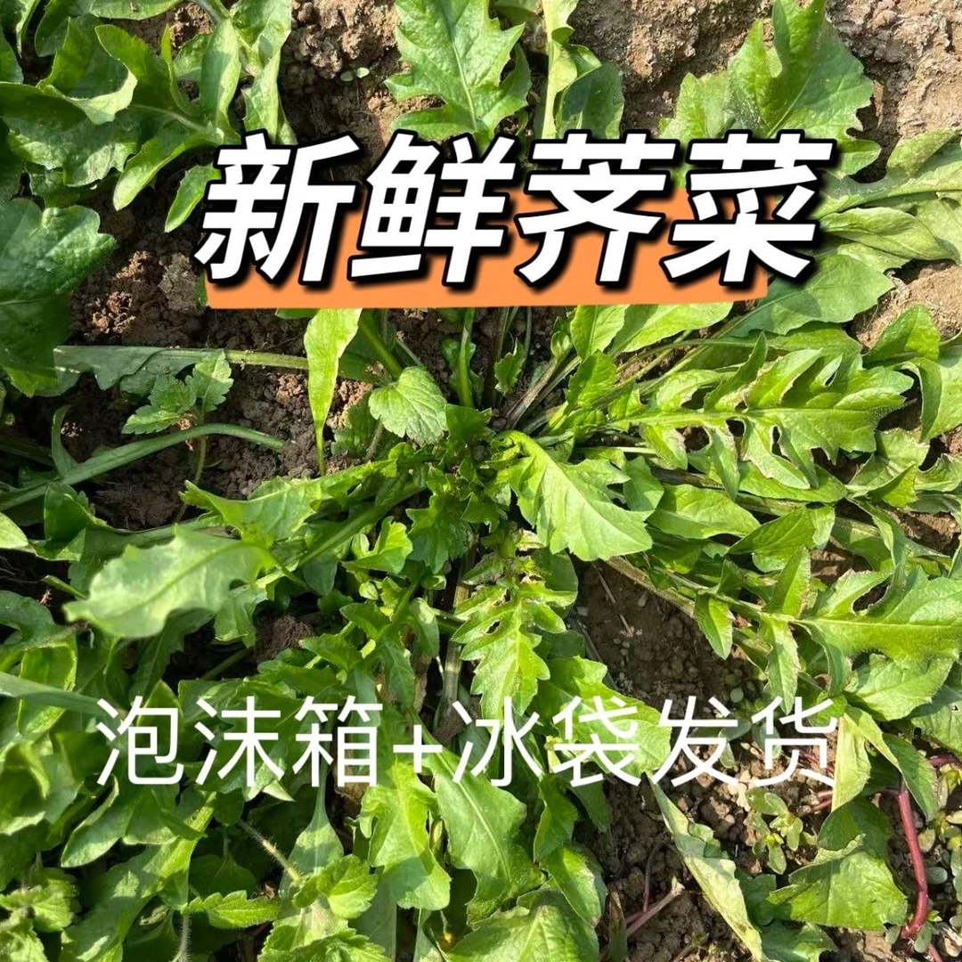 秋天头茬纯野生小叶香荠菜短根新鲜现挖