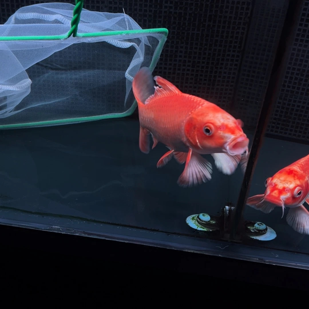 海水鱼流***月哈哈哈哈哈哈哈哈