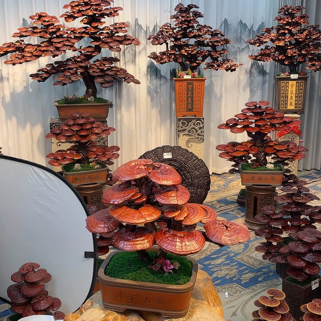 无花朵8888888888888