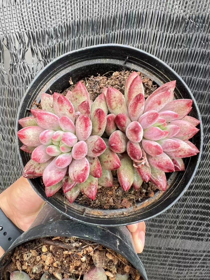 【新疆包邮】车厘子11cm群生双