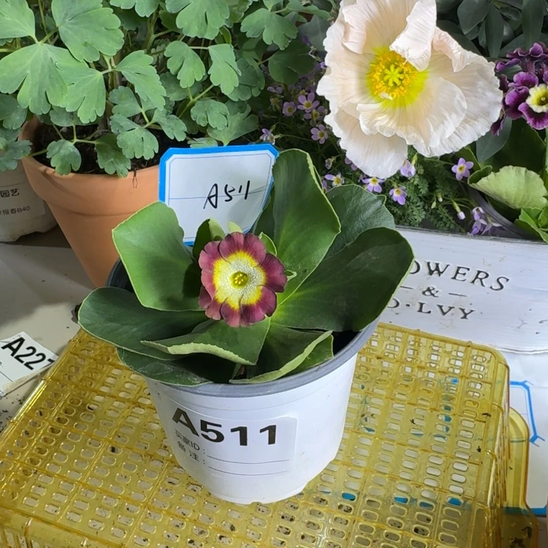 一物一拍    耳叶A511