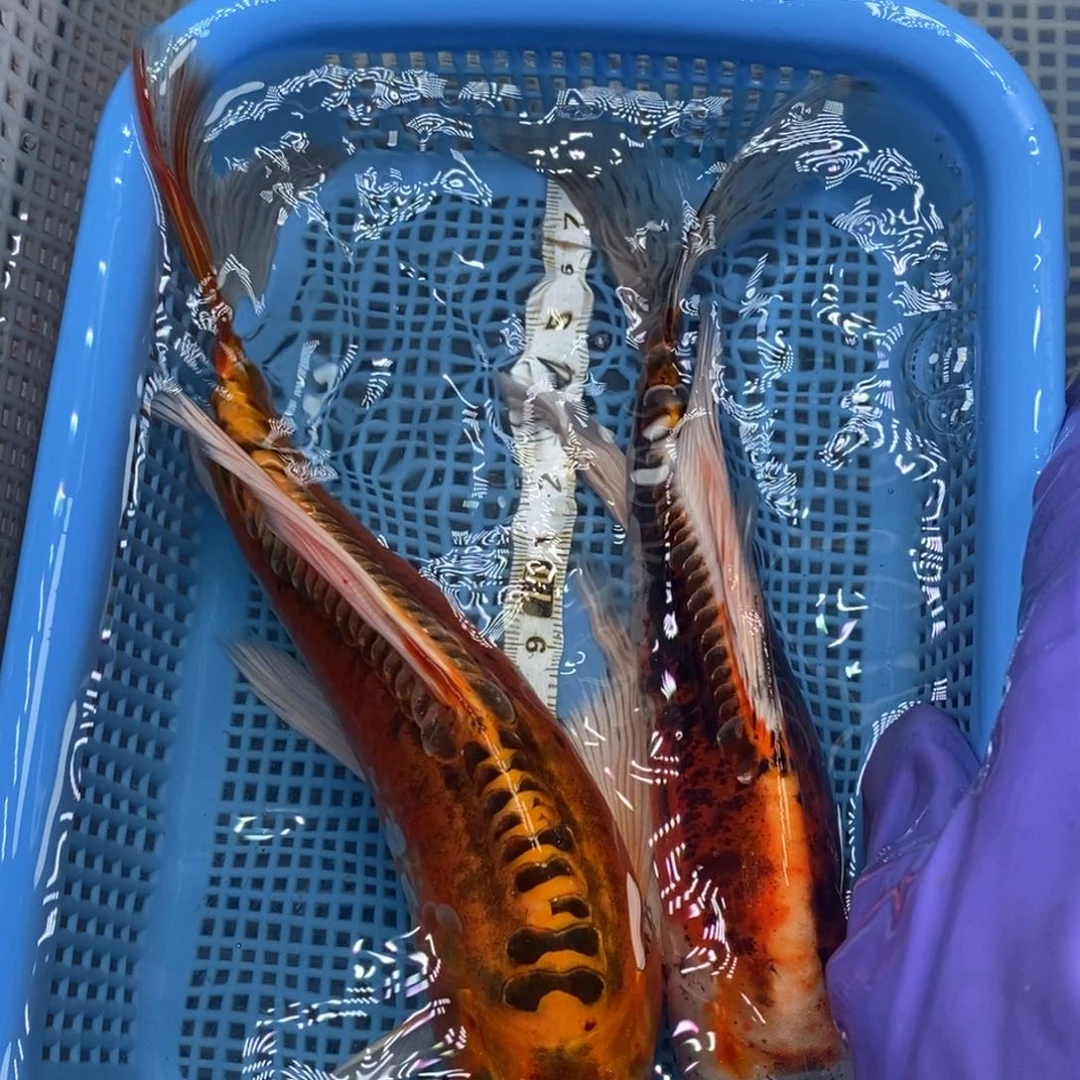 锦鲤冷水锦鲤包邮