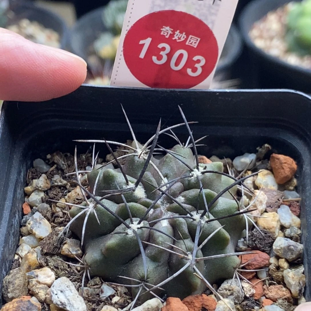 实生狂刺素妆玉3.8cm