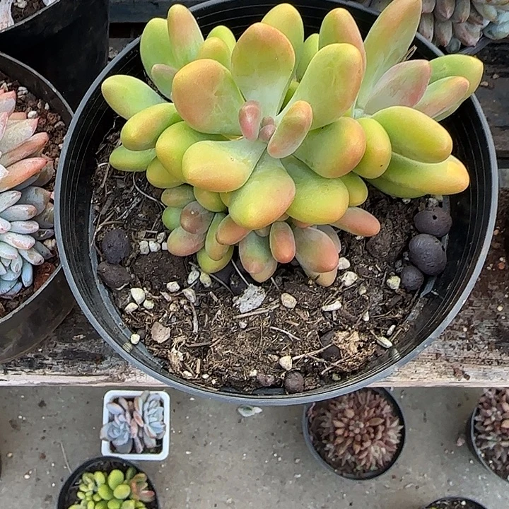 青蛙王子儿童牙膏套装11