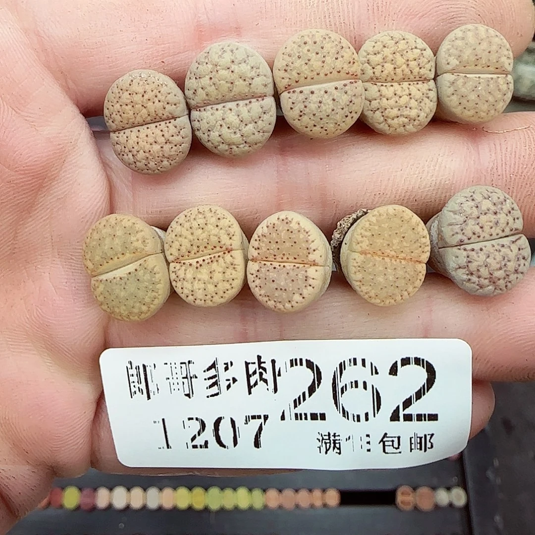 满满18包邮1206-262