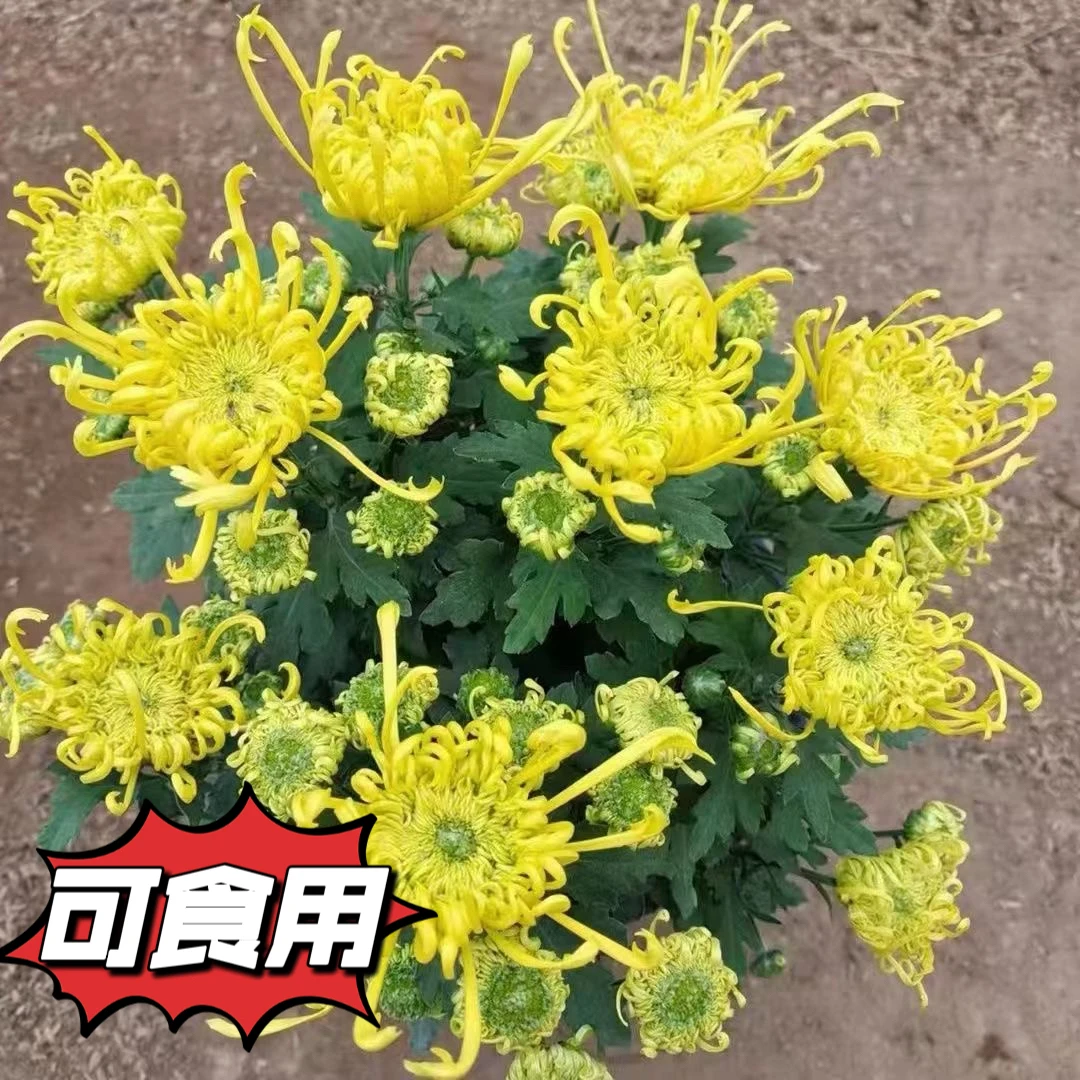 【金丝麦浪菊】可食用金丝皇菊可泡茶多年生草本植物盆栽庭院植物
