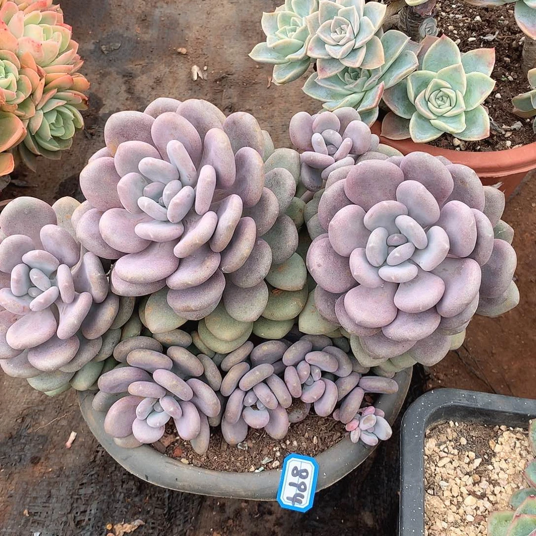 894月美人一物一拍多肉