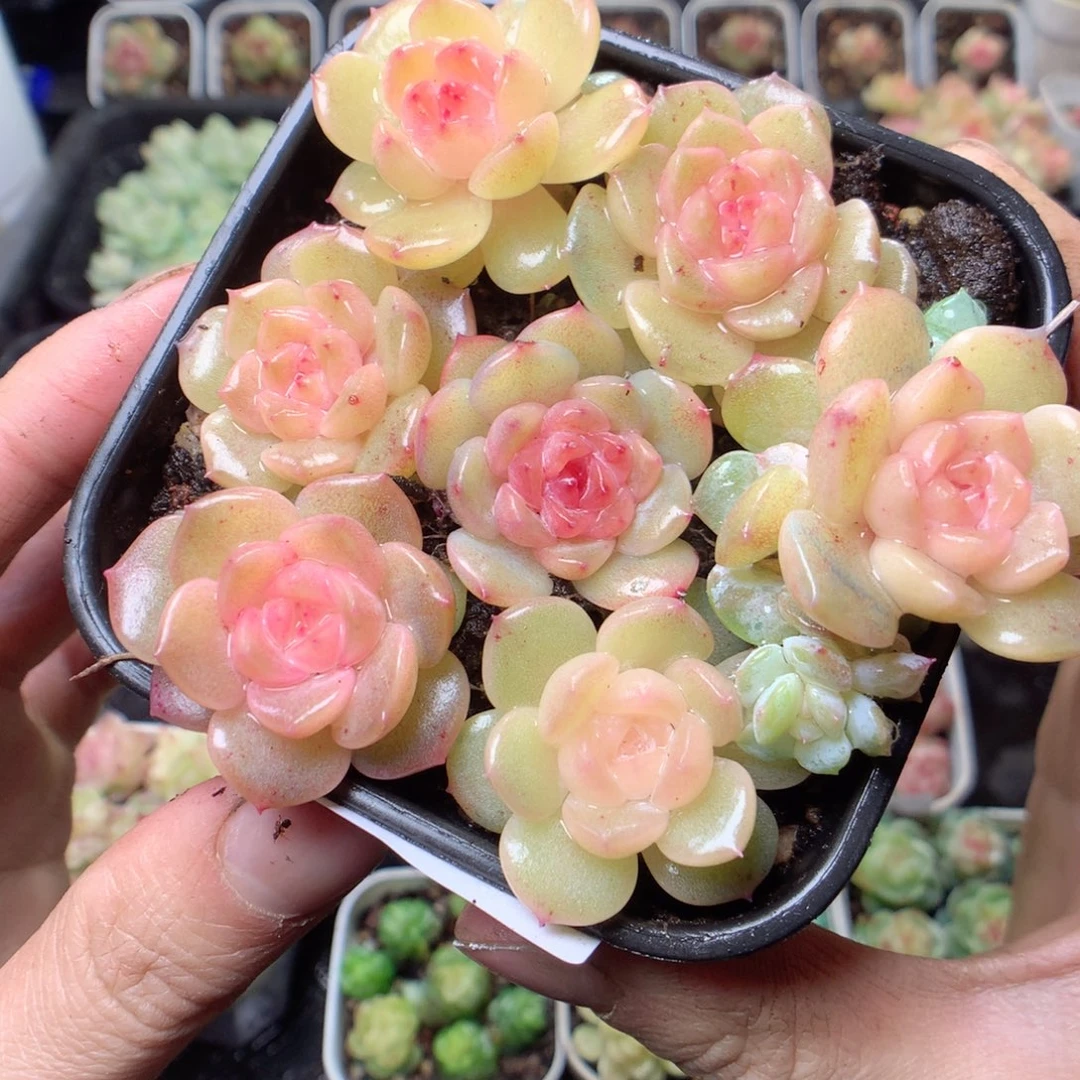 无花朵Q12 yyyyyyy