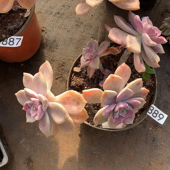 889紫乐一物一拍多肉