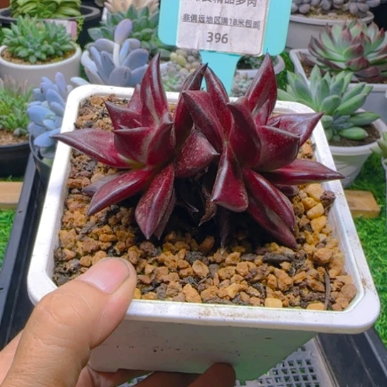 锦安精品多肉植物396