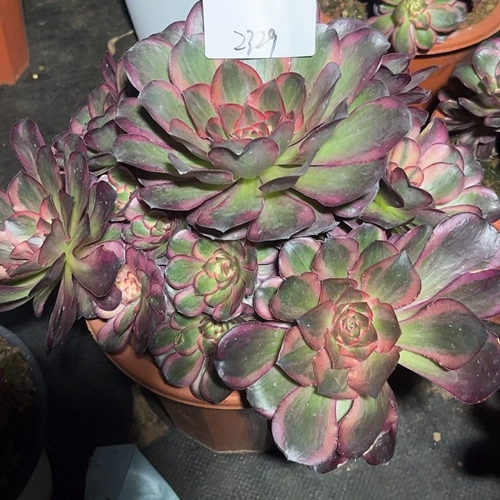 月***酒魅锦多肉植物保护2329