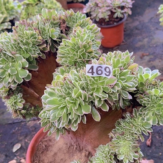 ****心多肉植物一个白凤追