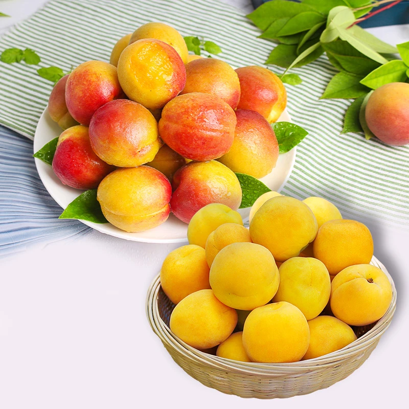 zf现摘大黄杏头茬当季凯新鲜水果孕妇香甜多汁杏子黄杏子