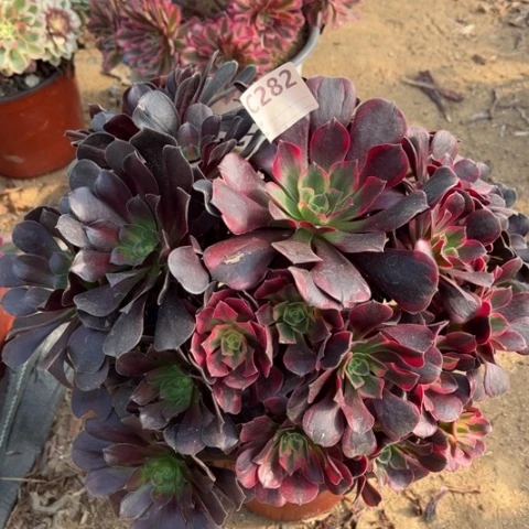 多肉植物花纳美杜莎