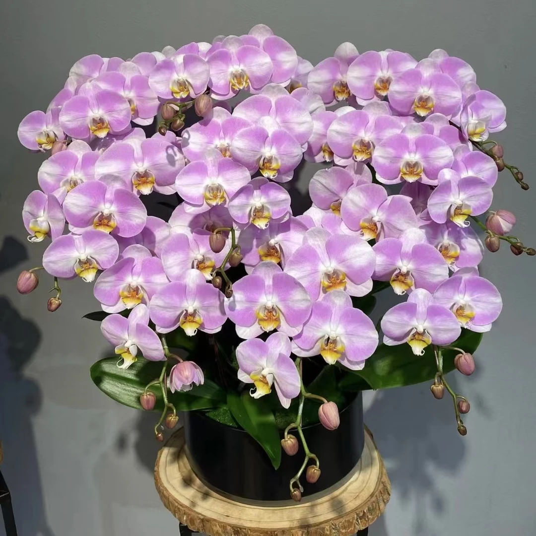 【思芹花卉|大明星蝴蝶兰】A级好养蝴蝶兰盆栽，顺丰空运包邮