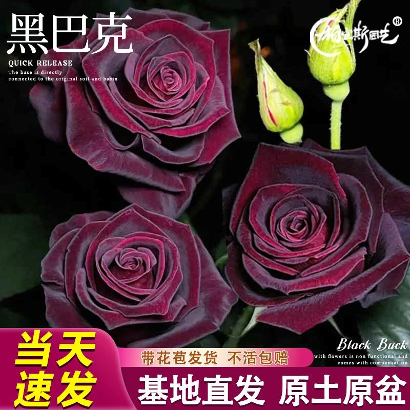 黑巴克月季玫瑰花苗盆栽灌木老桩庭院多季开花丝绒暗红色花卉绿植