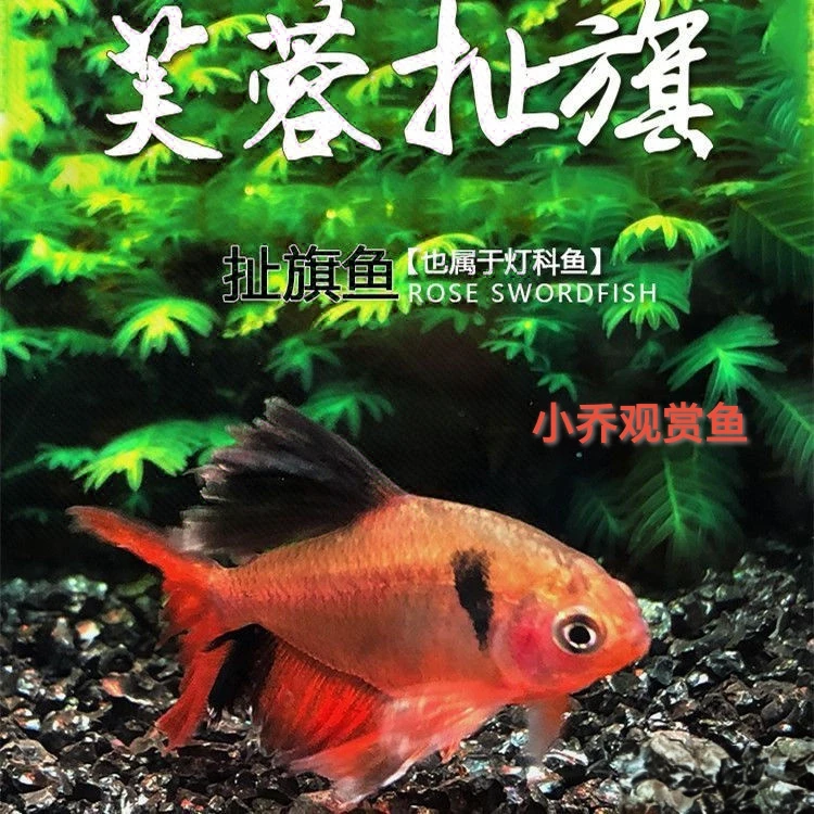热带观赏鱼哈尔滨芙蓉扯旗玫瑰扯旗天使鱼群游好养耐活孔雀鱼