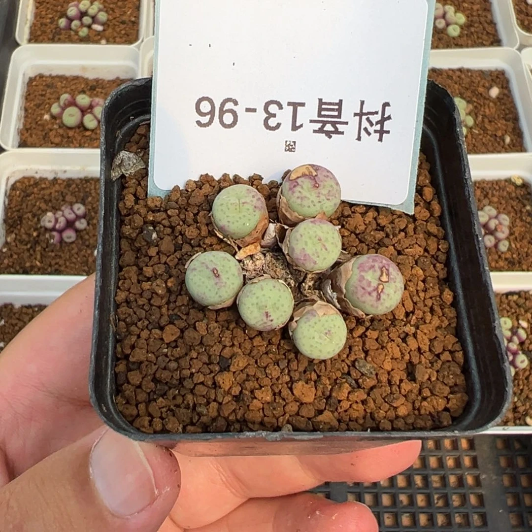 13-96奶油嘴多肉植物，