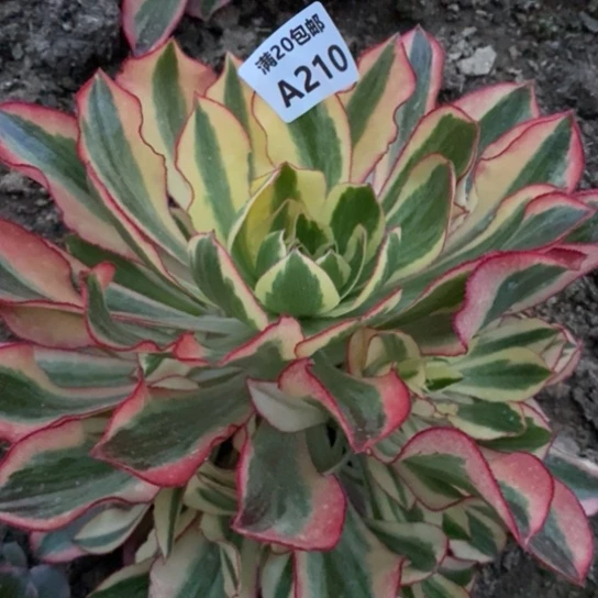 魅影210多肉植物