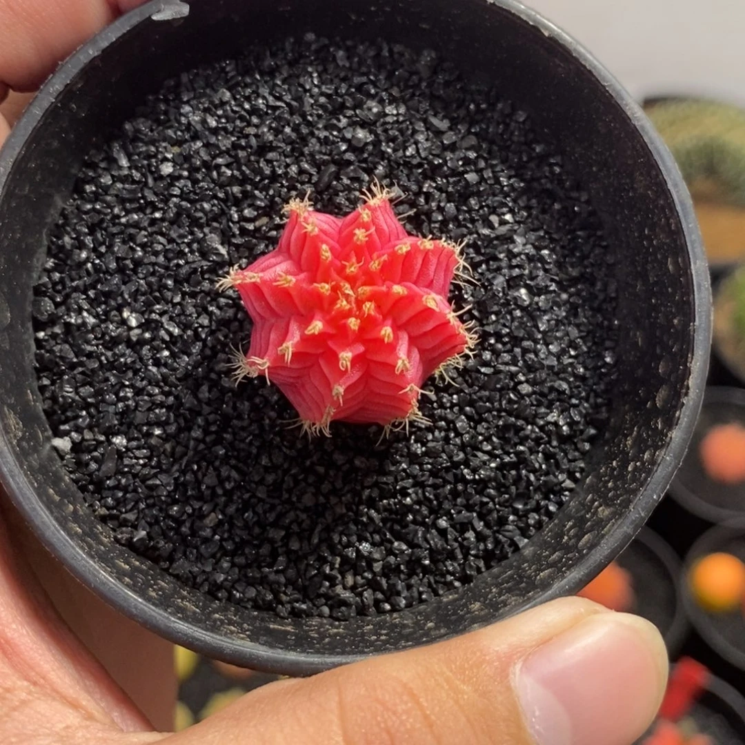 精品米哈—脱土发货40