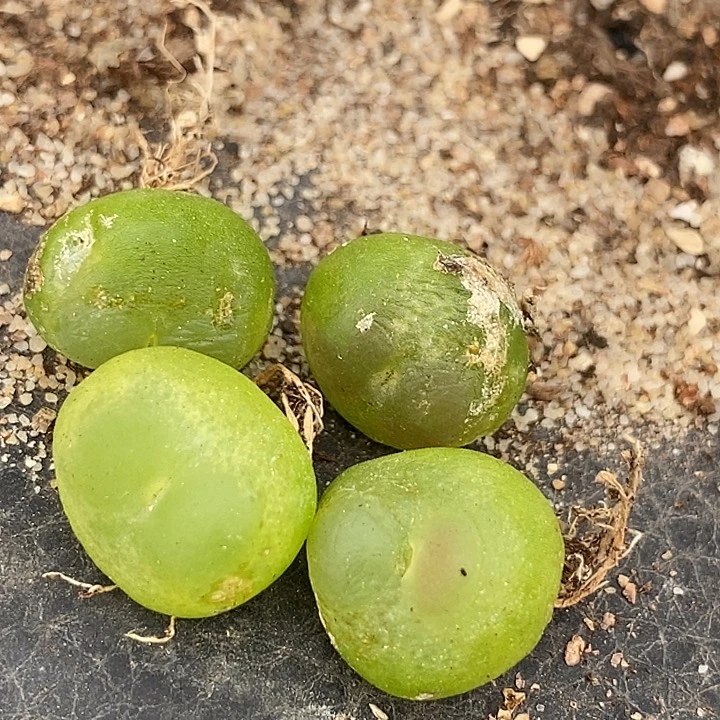 20518拉登一颗有伤