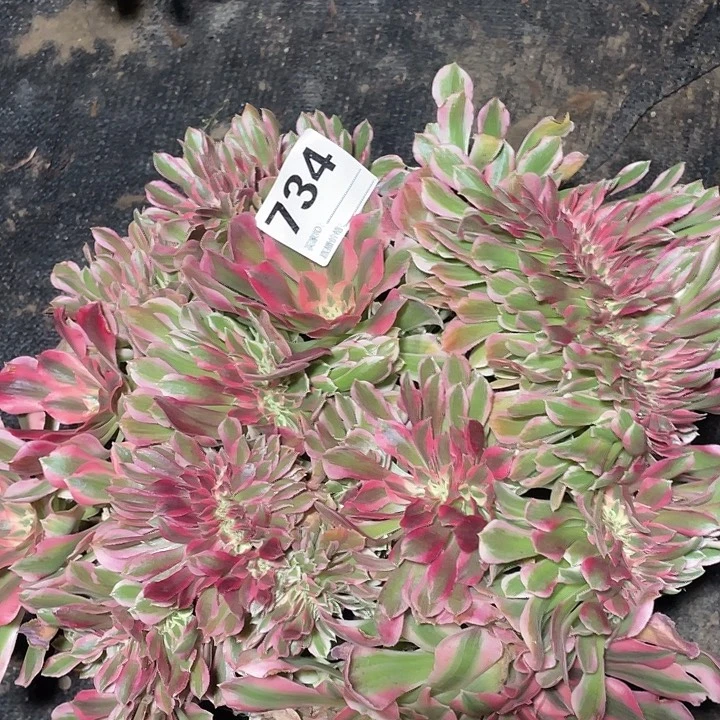 734女巫缀化法师3.5