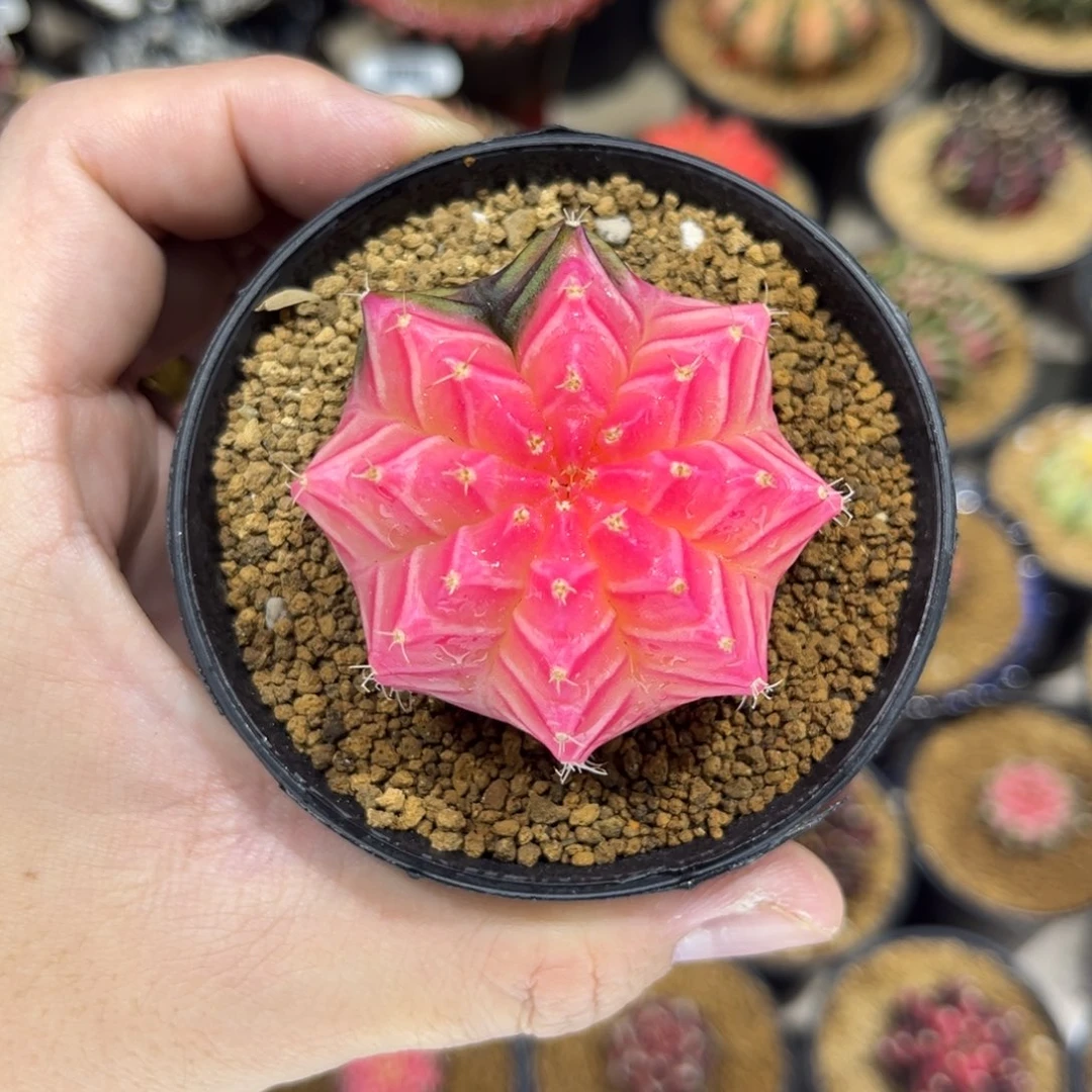 全品粉锦——————————