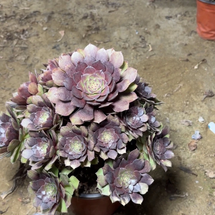 多肉植物法师万灰2