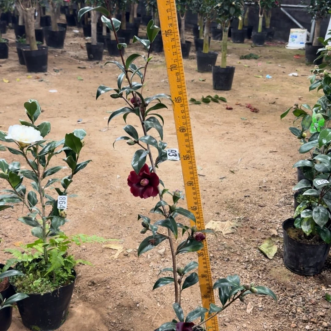 少量花朵（建议范围：2朵-5朵 或40%以下）933黑骑士