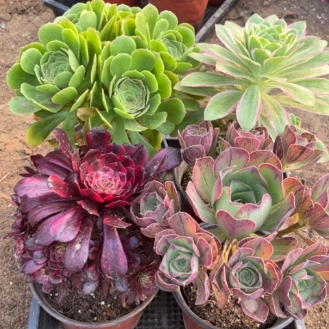 873多肉植物组合