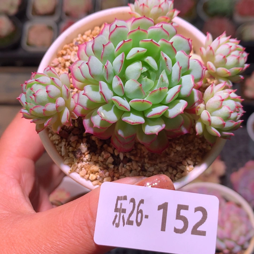 乐然26-152 桃花雨