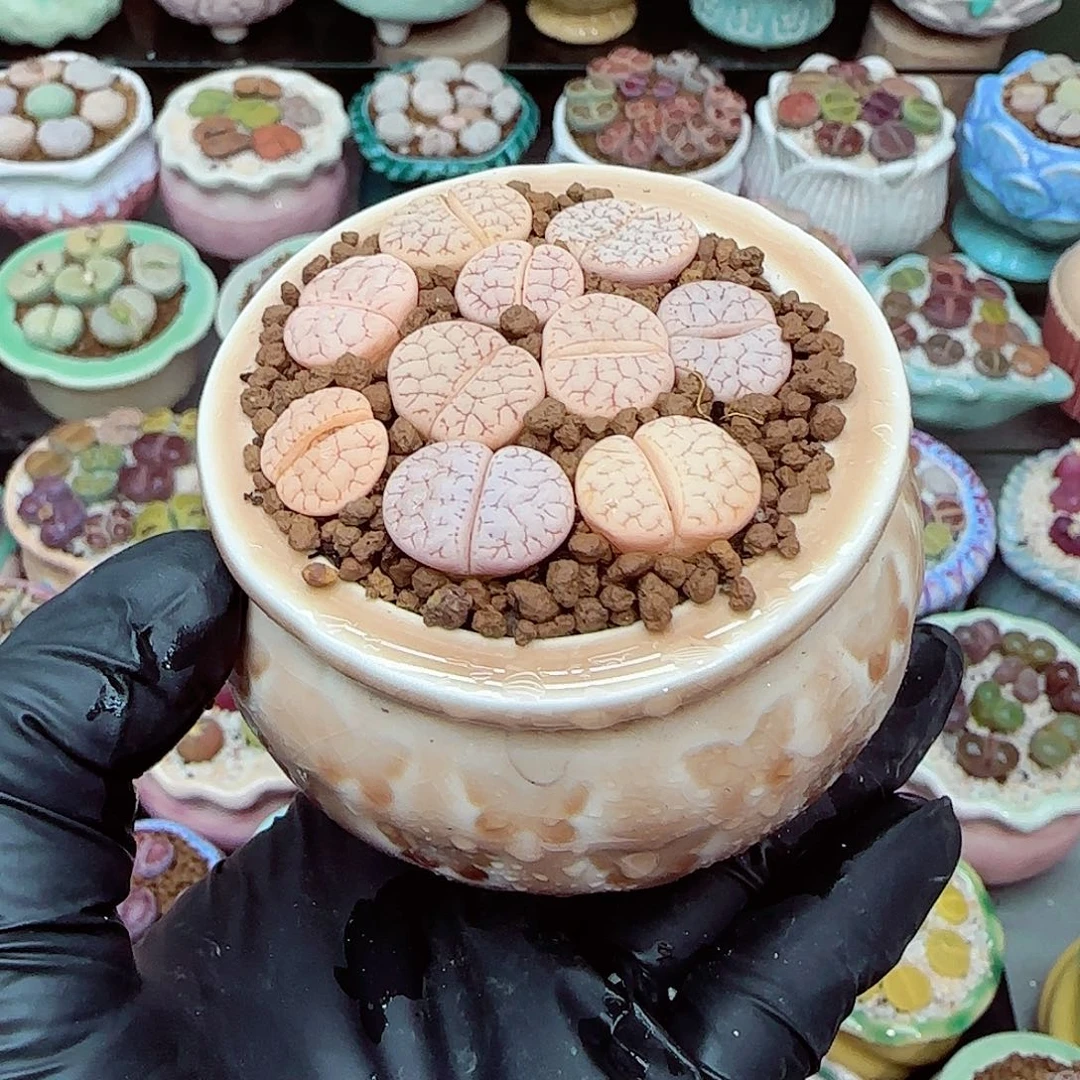 生石花满18包邮0103-29