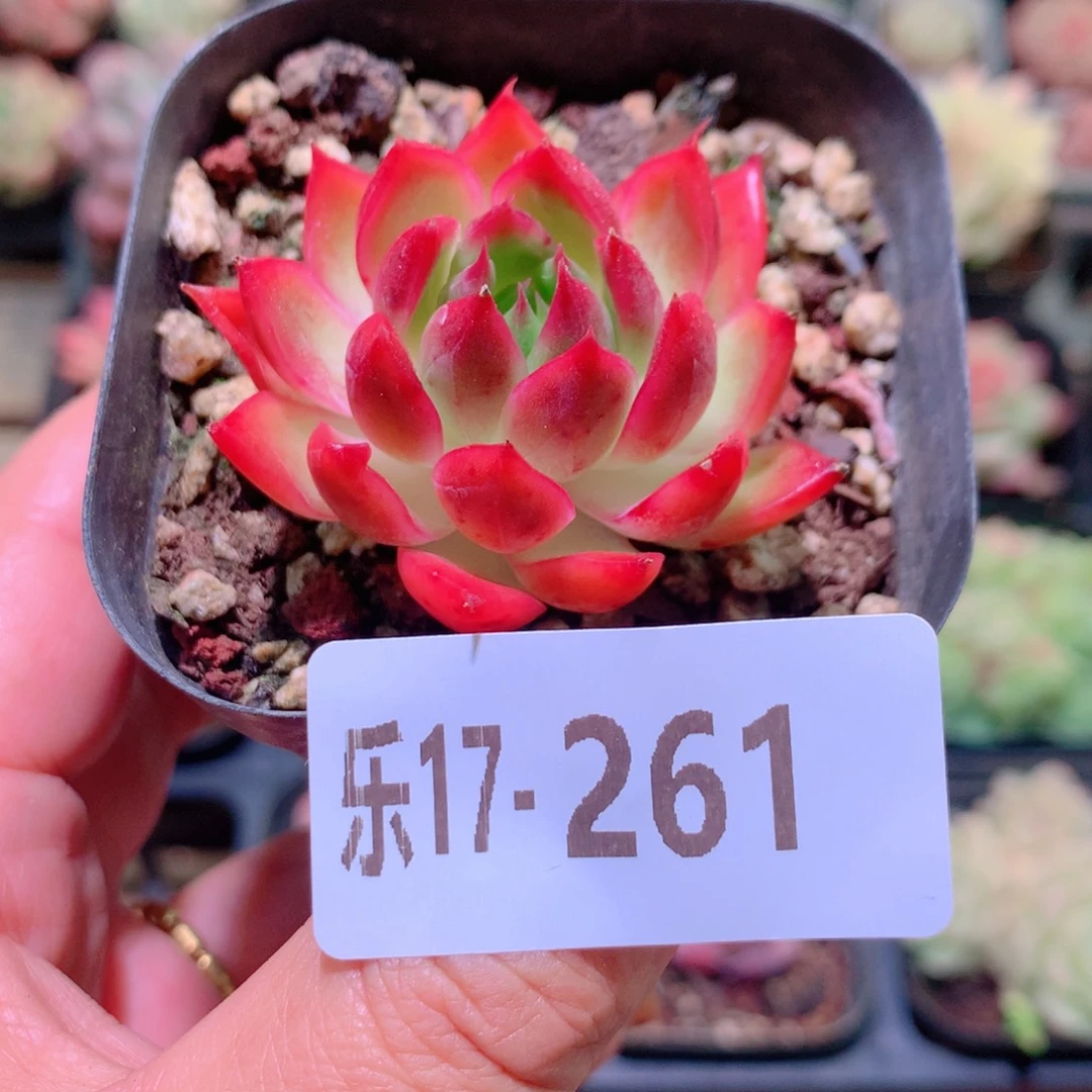 乐然17-261 安吉拉