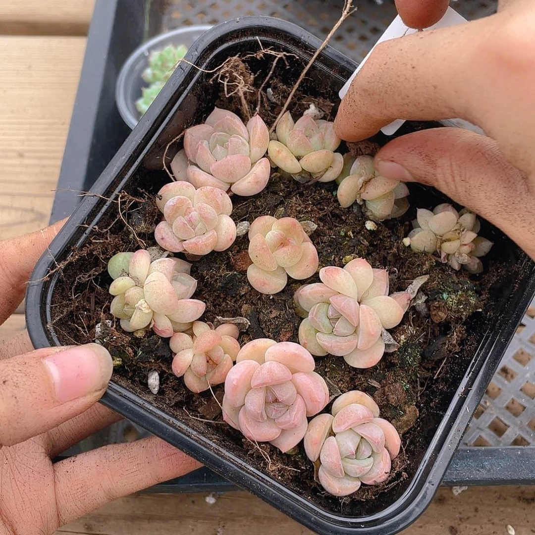 多肉植物多肉植物542