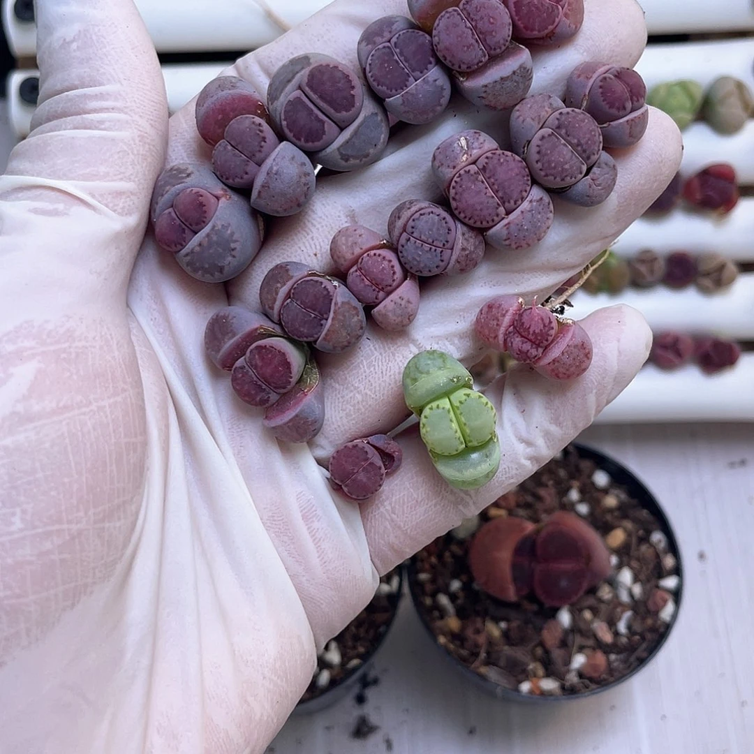 酒****?373 ……………………………………