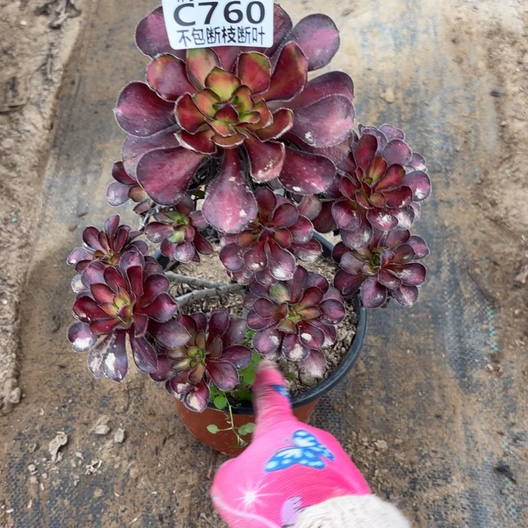 N. 760魅力多肉，baeee