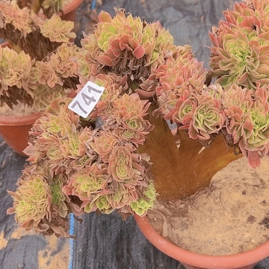 A***诺多肉植物一个斑斓