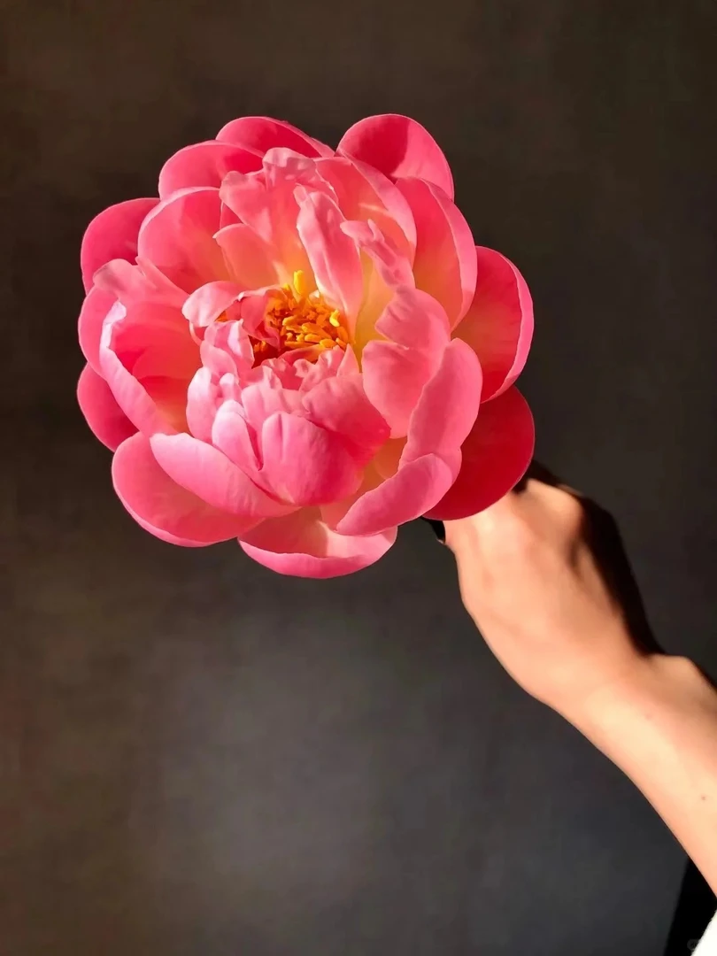 【珊瑚魅力】6加仑盆栽重瓣芍药红色系进口品种 原盆原土可地栽