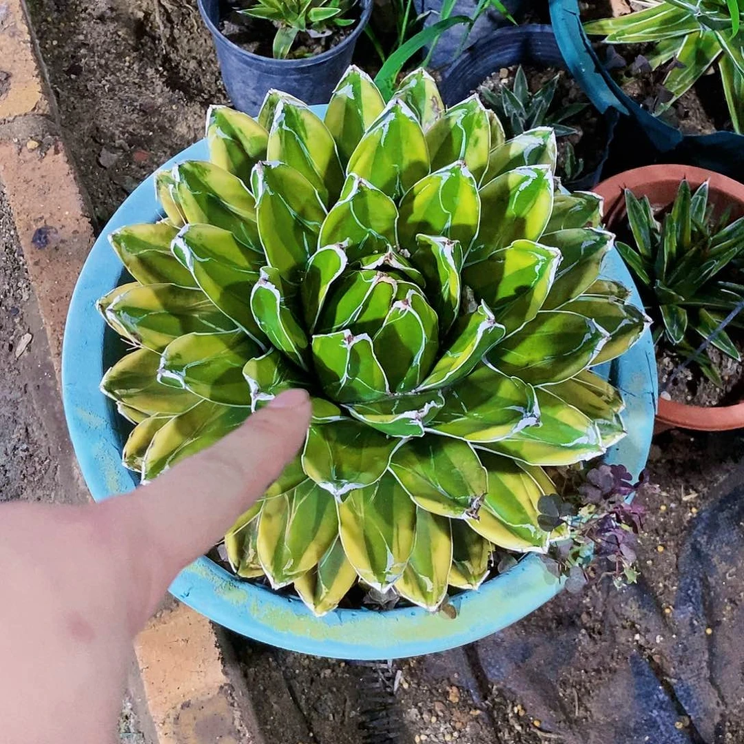 无花朵小**?00000000000000000