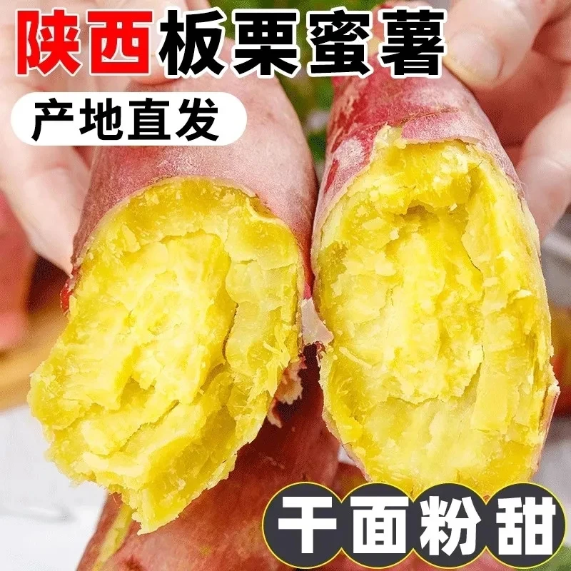 陕西沙土地正宗新鲜板栗红薯无丝无筋3/5斤软糯香甜番薯地瓜代餐