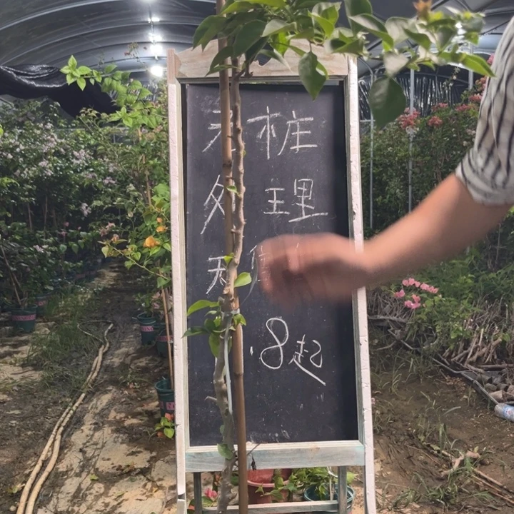 无花朵三角梅三角梅26