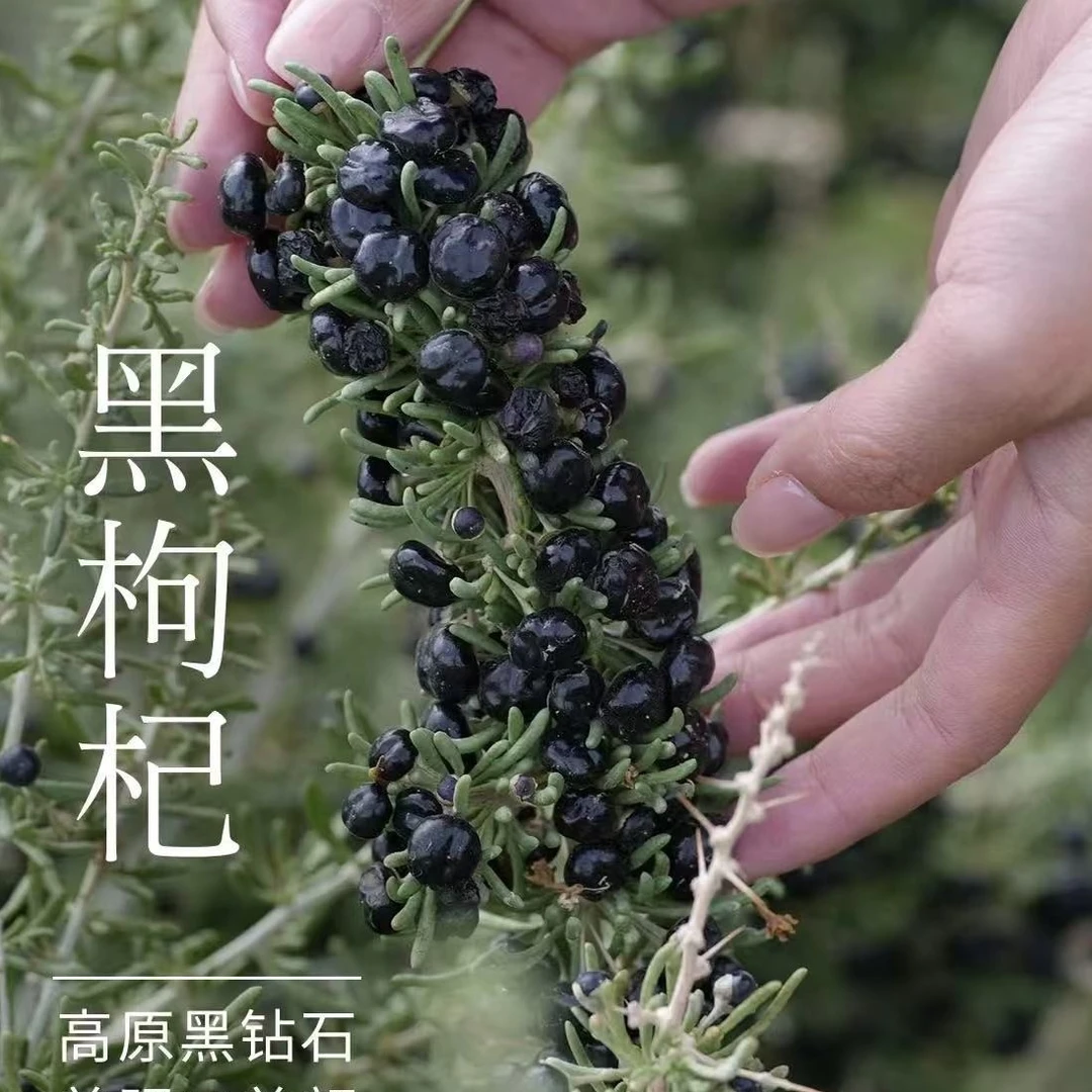 【青海黑枸杞】2025年头茬新果野生黑枸杞高海拔颗粒饱满营养大果