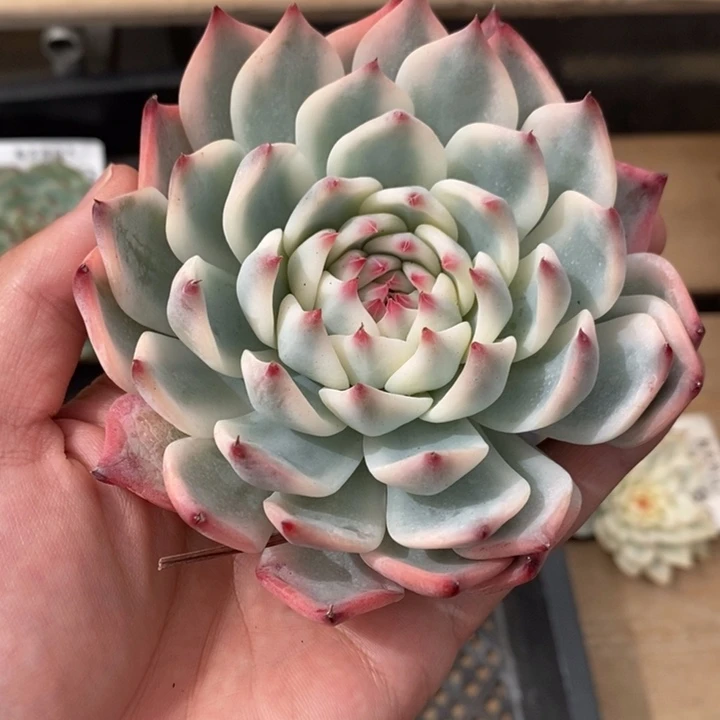 吉娃娃锦多肉植物A1777