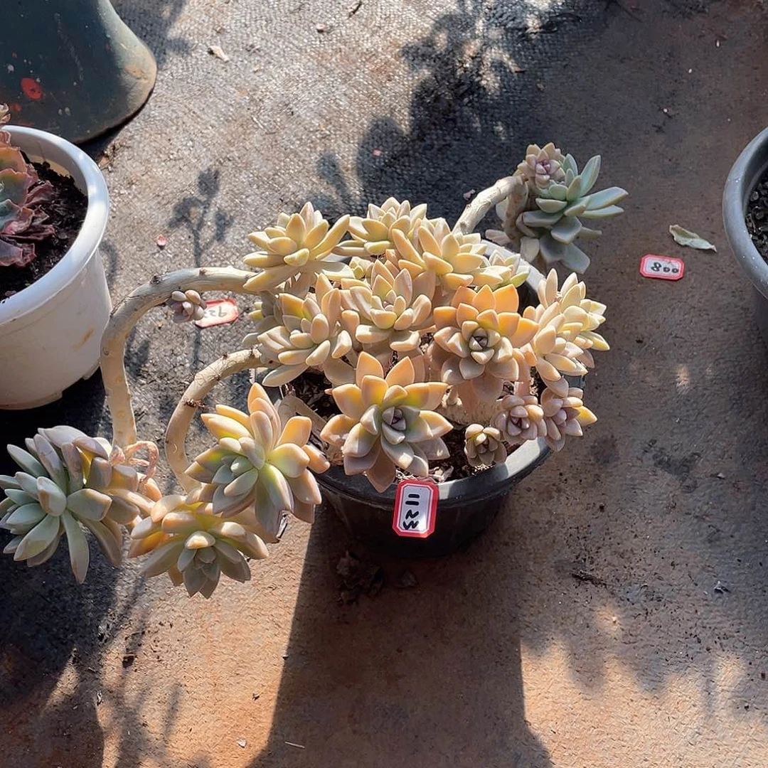 1123淡雪 一物一拍多肉