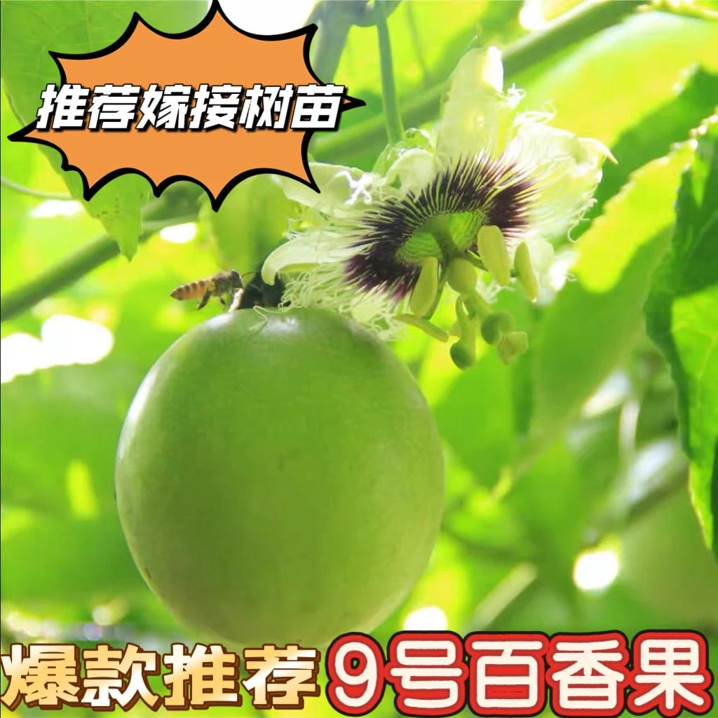 黄金百香果苗九号嫁接苗四季结果带土带叶果树苗百香果树苗