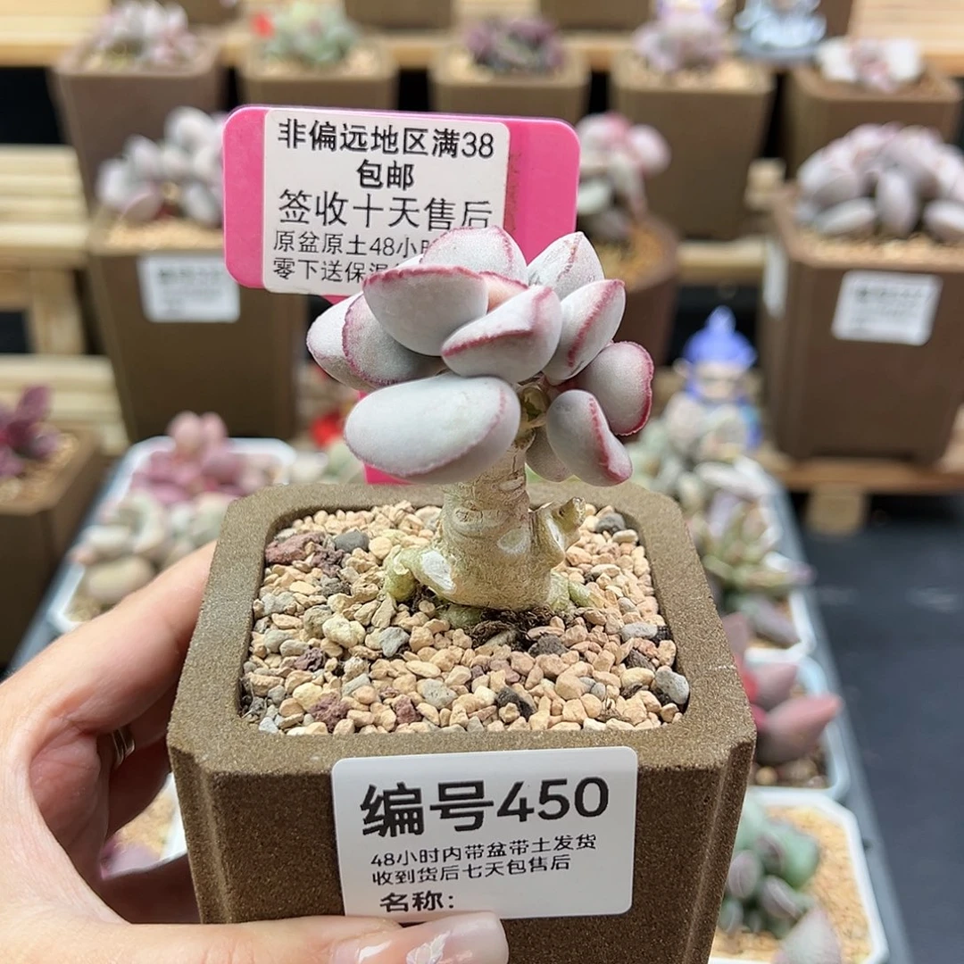 450白肌红蛋多肉植物