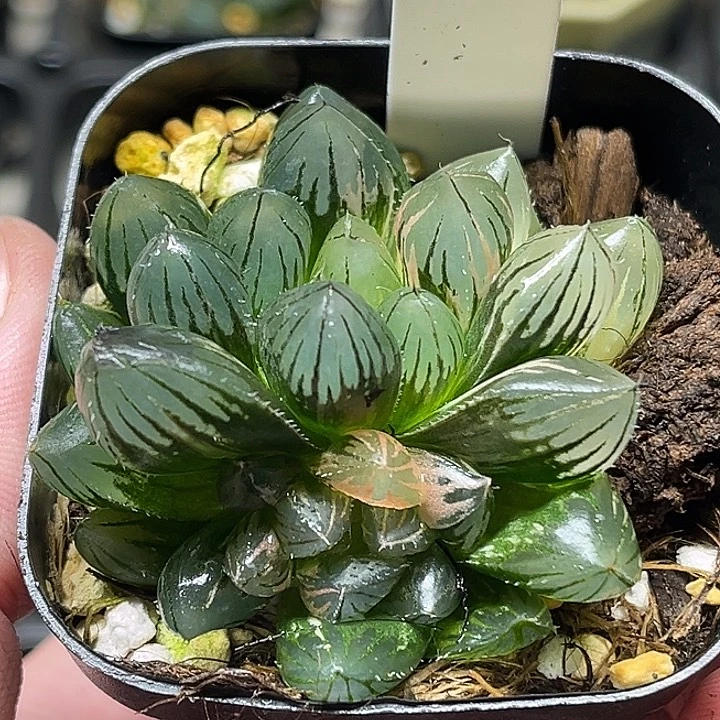 43双头龙爪玉露锦